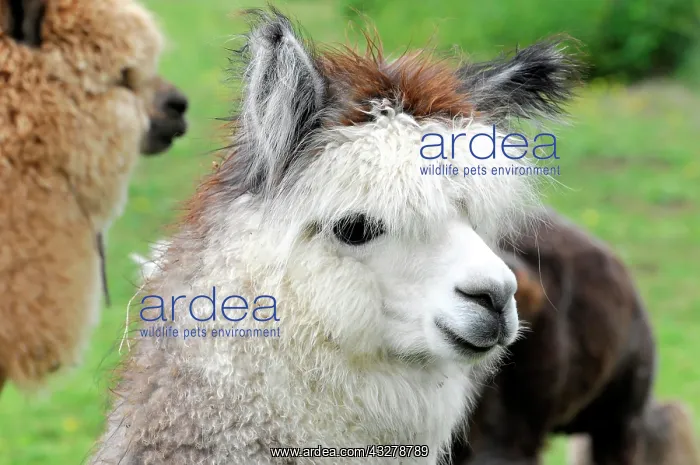 : Alpacas (Vicugna pacos), alpaca breeding, Schwaebisch : Alpacas (Vicugna pacos), alpaca breeding, Schwaebisch