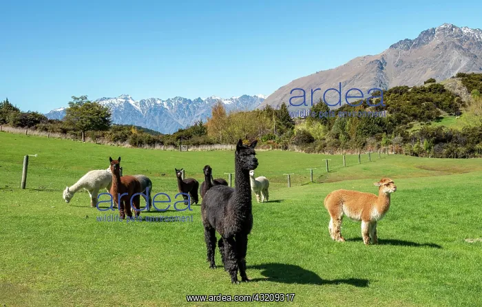 : Alpacas (Vicugna pacos) on a pasture, near Queenstown : Alpacas (Vicugna pacos) on a pasture, near Queenstown