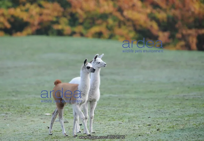  : Alpacas (Vicugna pacos), Tierpark Berlin, Germany