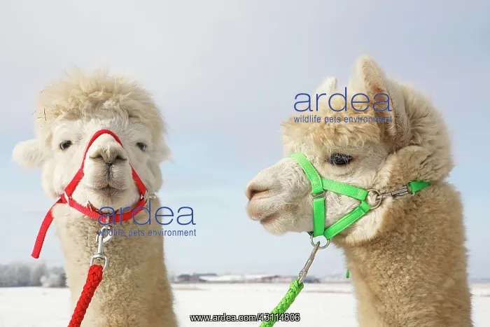 : Alpacas (Vicugna pacos) in winter in the snow, animal : Alpacas (Vicugna pacos) in winter in the snow, animal