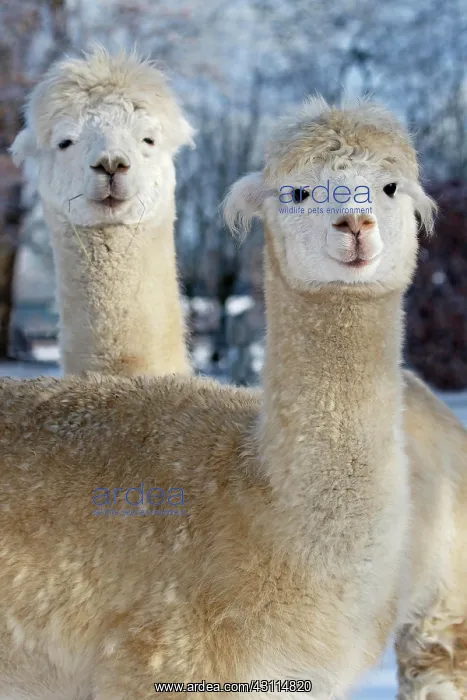 : Alpacas (Vicugna pacos) in winter in the snow, Schleswig-Hol : Alpacas (Vicugna pacos) in winter in the snow, Schleswig-Hol
