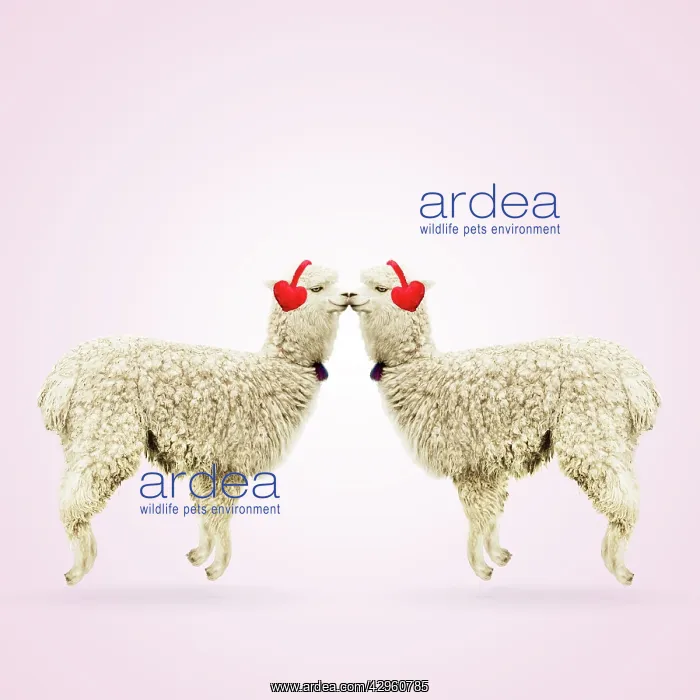  : Two Alpacas wearing heart shaped ear-muffs