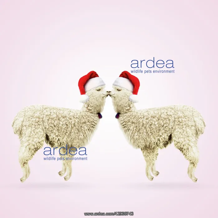  : Two Alpacas wearing red Christmas Santa hats