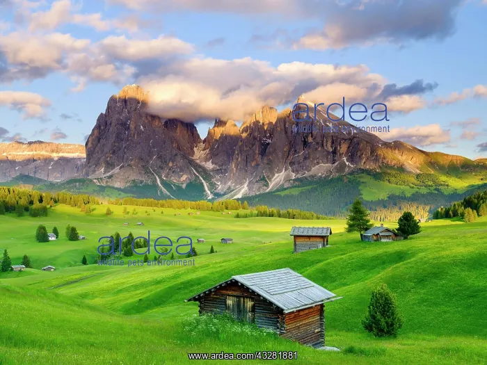 : Alpe di Siusi mountain pasture, Sassolungo Mountains : Alpe di Siusi mountain pasture, Sassolungo Mountains