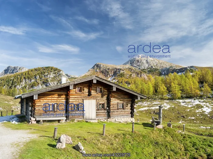 : Alpe or mountain pasture during fall in : Alpe or mountain pasture during fall in