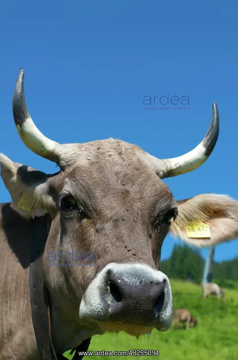 : Alpe Ornach, Bolsterlanger Horn, Hoernerdoerfer : Alpe Ornach, Bolsterlanger Horn, Hoernerdoerfer