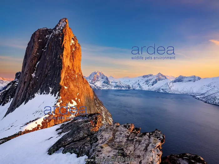 : Alpenglow on the steep mountain Segla, fjord Mefjorden : Alpenglow on the steep mountain Segla, fjord Mefjorden
