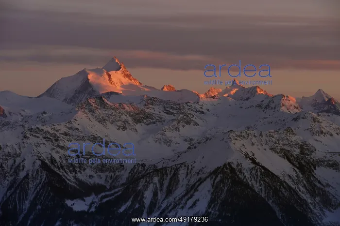 : Alpenglow... Swiss Alps, view of the WeiBhorn and Obergabelhorn : Alpenglow... Swiss Alps, view of the WeiBhorn and Obergabelhorn