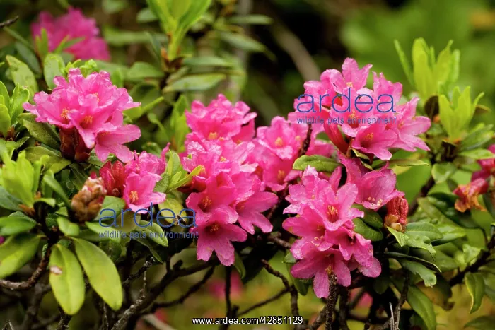 : Alpenrose (Rhododendron ferrugineum). Pyrenees, Spain : Alpenrose (Rhododendron ferrugineum). Pyrenees, Spain