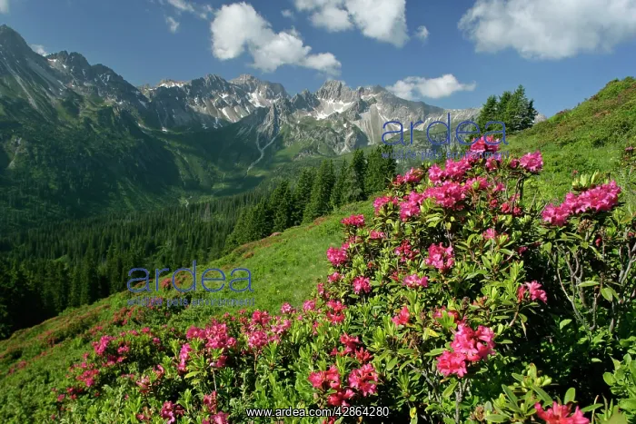 : Alpenrose - in full bloom at Fellhorn mountain : Alpenrose - in full bloom at Fellhorn mountain