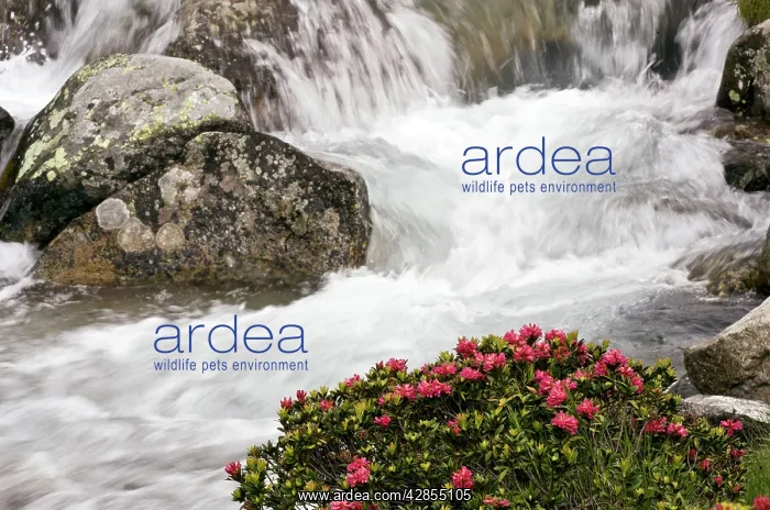 : Alpenrose - in flower by an alpine stream : Alpenrose - in flower by an alpine stream