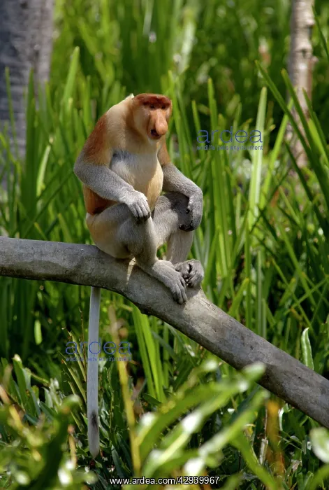 : Alpha'-male Proboscis monkey aggressive display : Alpha'-male Proboscis monkey aggressive display