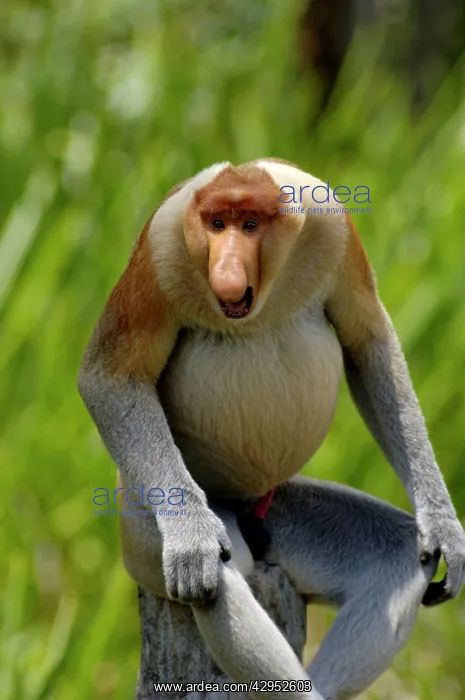 : Alpha'-male Proboscis monkey aggressive display : Alpha'-male Proboscis monkey aggressive display