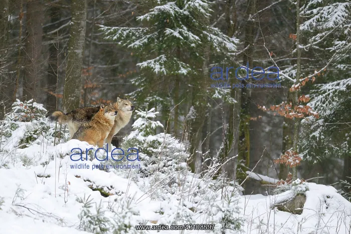 : Alpha pair of a pack of European Wolves (Canis lupus) : Alpha pair of a pack of European Wolves (Canis lupus)