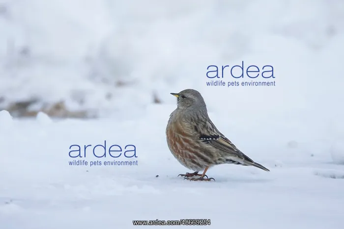 : Alpine Accentor 03 : Alpine Accentor 03