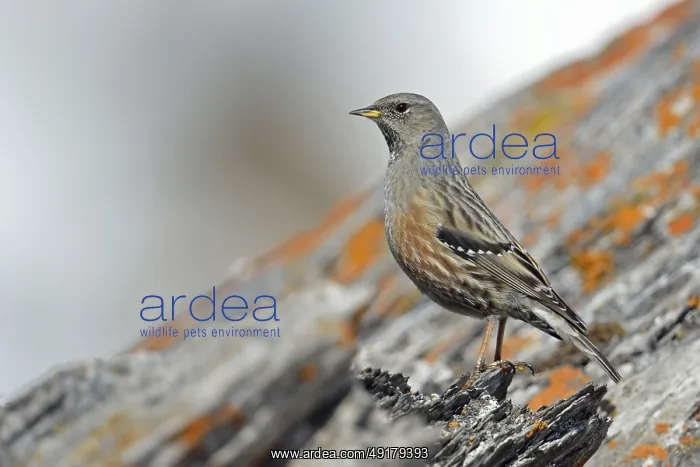 : Alpine accentor (Prunella collaris) sits on a rock covered with red lichen in the high Alps : Alpine accentor (Prunella collaris) sits on a rock covered with red lichen in the high Alps