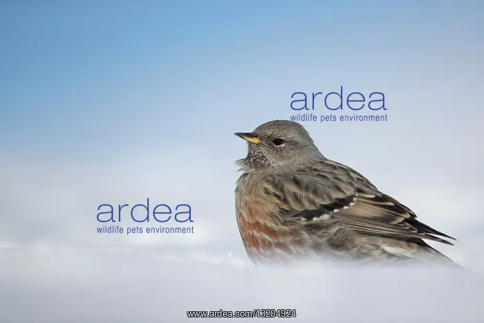 : Alpine accentor (Prunella collaris) in the snow : Alpine accentor (Prunella collaris) in the snow
