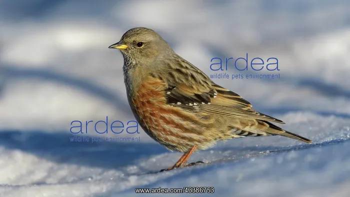 : Alpine Accentor (Prunella collaris), on snow, Valais : Alpine Accentor (Prunella collaris), on snow, Valais