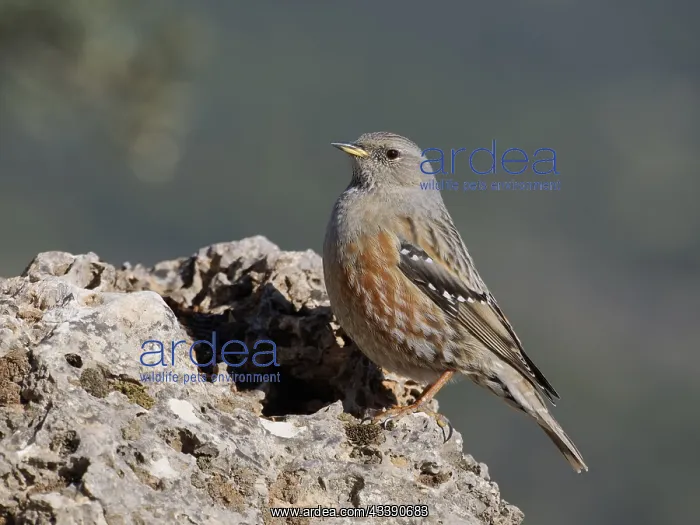 : Alpine Accentor Prunella collaris Valencia, Spain BI035268 : Alpine Accentor Prunella collaris Valencia, Spain BI035268