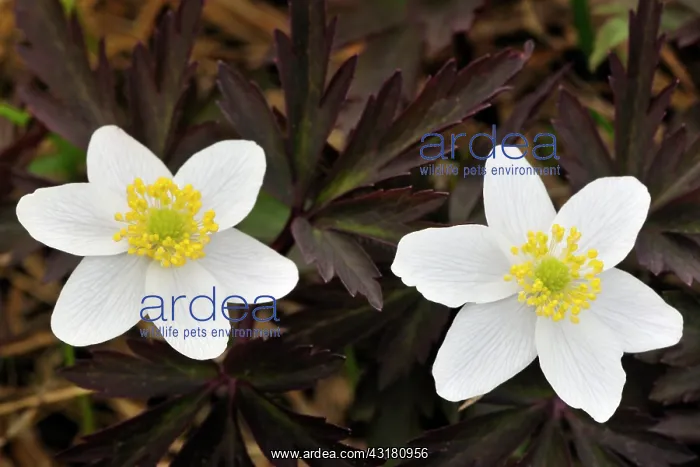 : Alpine Anemone : Alpine Anemone