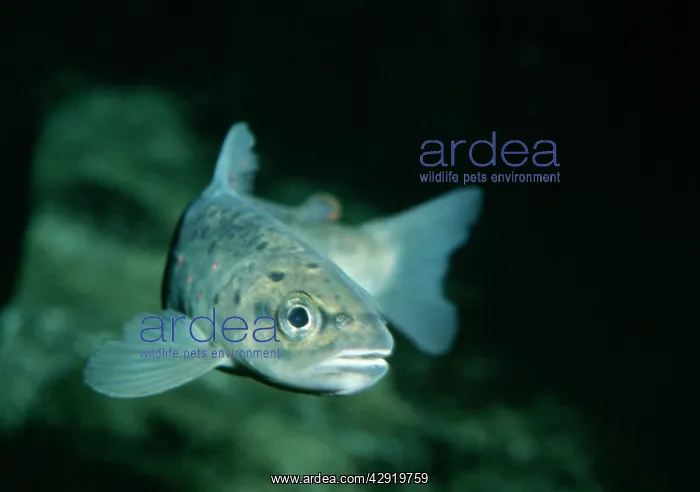 : Alpine / Arctic Char : Alpine / Arctic Char