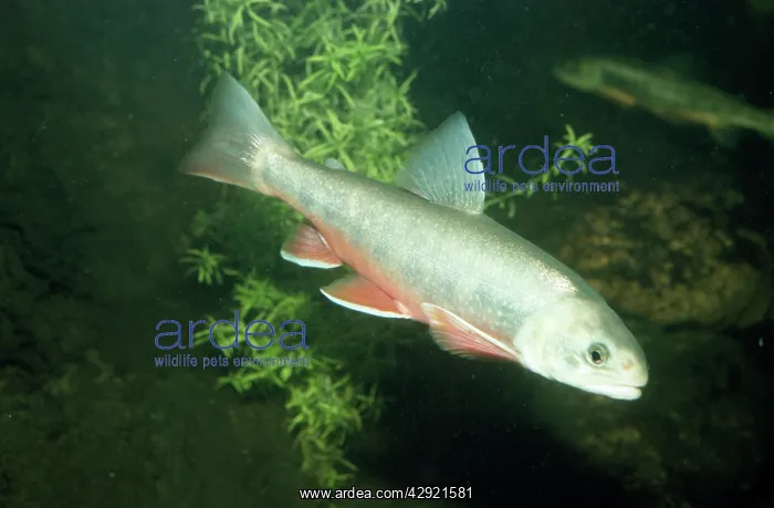 : Alpine / Arctic Char : Alpine / Arctic Char