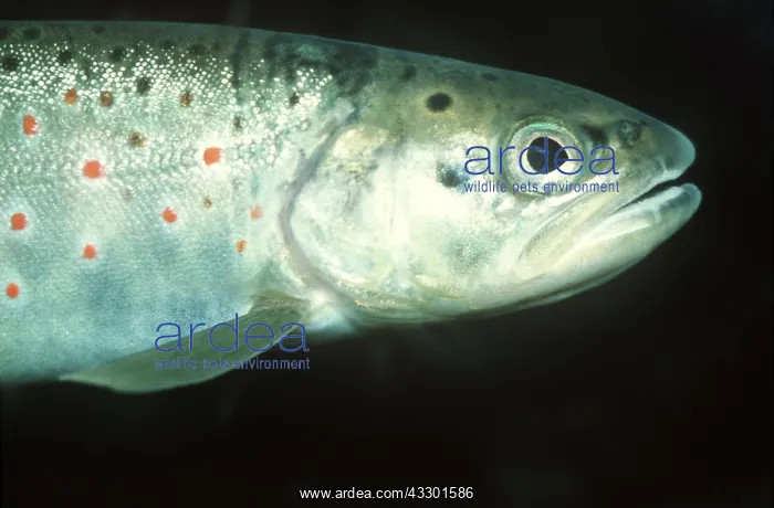 : ALPINE / ARCTIC CHAR : ALPINE / ARCTIC CHAR