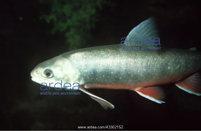 : Alpine / Arctic Char : Alpine / Arctic Char