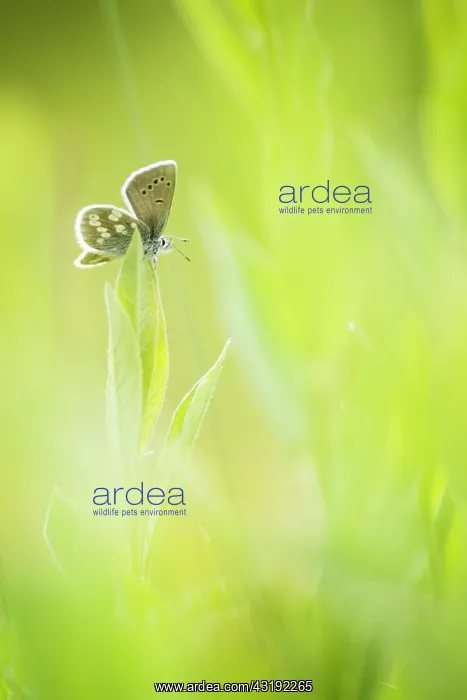: Alpine Argus (Plebejus orbitulus) - Province of : Alpine Argus (Plebejus orbitulus) - Province of