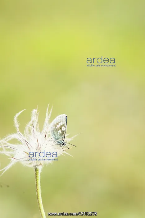 : Alpine Argus (Plebejus orbitulus) - Province of : Alpine Argus (Plebejus orbitulus) - Province of
