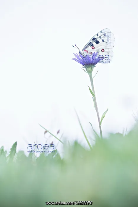 : Alpine Aster : Alpine Aster