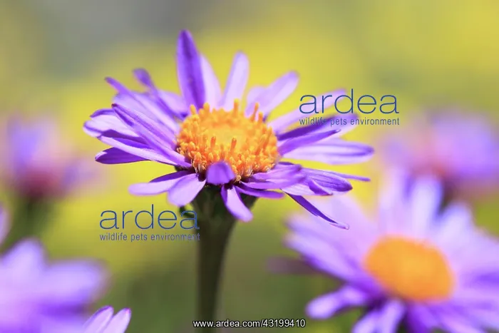 : Alpine aster (Aster alpinus), Switzerland, Europe : Alpine aster (Aster alpinus), Switzerland, Europe