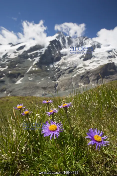 : Alpine Aster, Blue Alpine Daisy - flowering - : Alpine Aster, Blue Alpine Daisy - flowering -