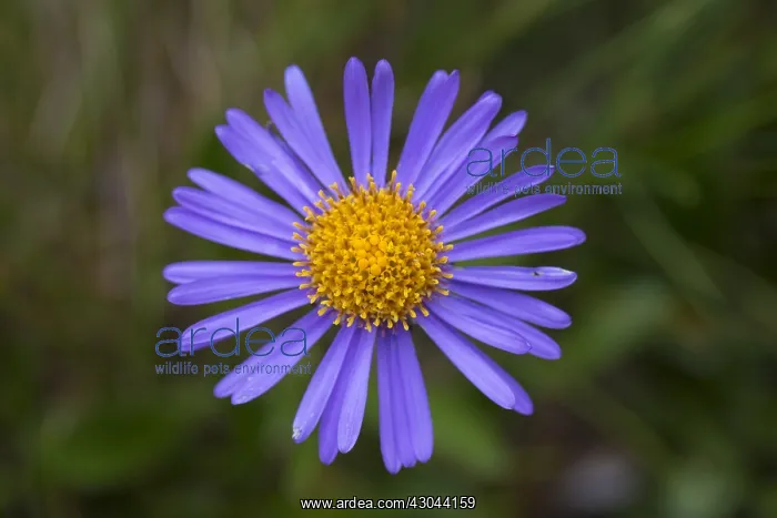 : Alpine Aster, Blue Alpine Daisy - single flower : Alpine Aster, Blue Alpine Daisy - single flower