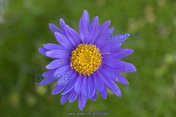 : Alpine Aster, Blue Alpine Daisy - single flower : Alpine Aster, Blue Alpine Daisy - single flower