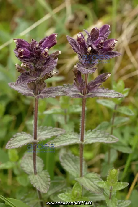 : Alpine bartsia : Alpine bartsia