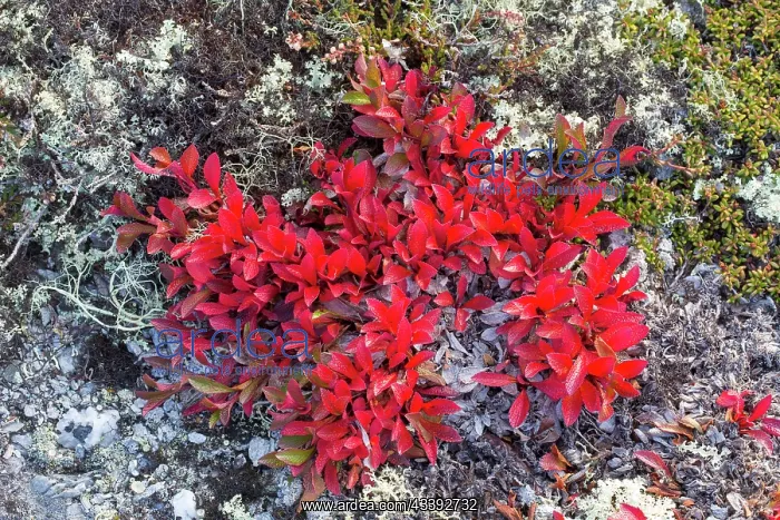 : Alpine Bearberry : Alpine Bearberry