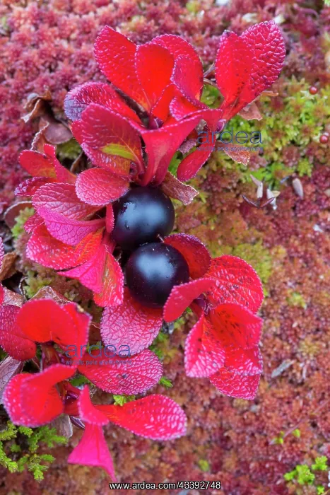 : Alpine Bearberry : Alpine Bearberry