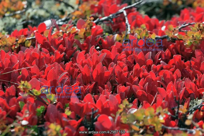 : Alpine Bearberry - in autumn colour : Alpine Bearberry - in autumn colour