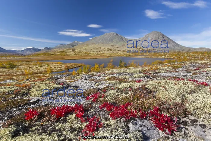 : Alpine bearberry and reindeer lichen on the tundra : Alpine bearberry and reindeer lichen on the tundra