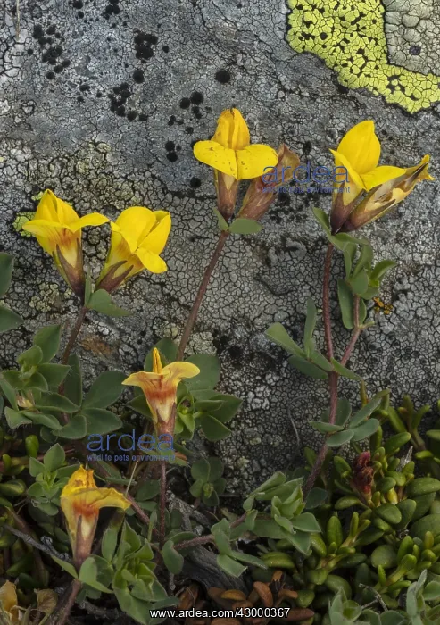: alpine bird's-foot trefoil, Lotus alpinus, in flower : alpine bird's-foot trefoil, Lotus alpinus, in flower