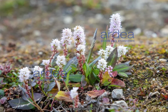 : Alpine Bistort : Alpine Bistort