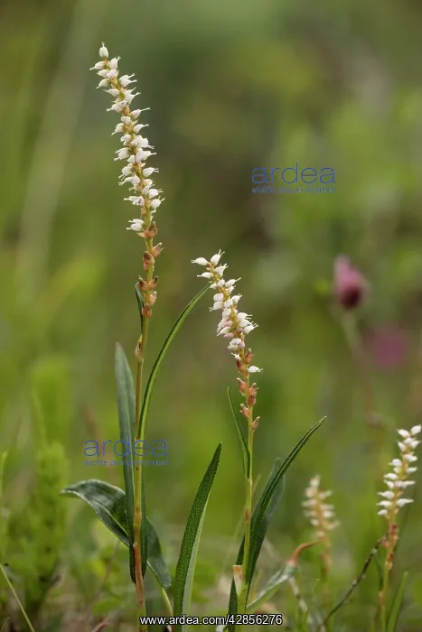  : Alpine bistort in flower, with bulbils below flowers