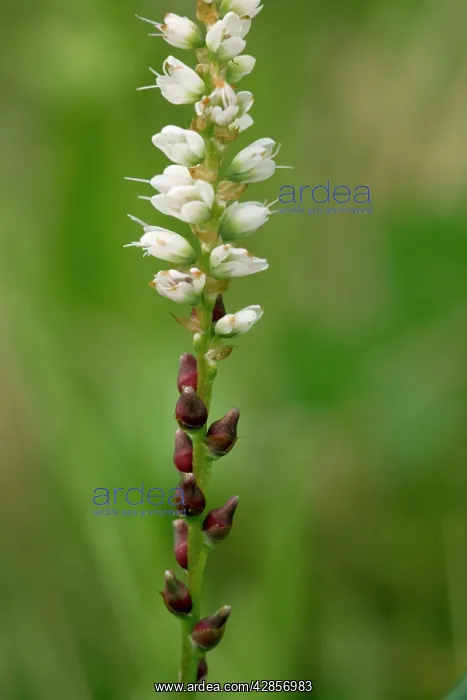 : Alpine bistort in flower, with bulbils below flowers : Alpine bistort in flower, with bulbils below flowers