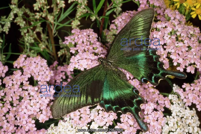 : Alpine Black Swallowtail Butterfly - common in : Alpine Black Swallowtail Butterfly - common in