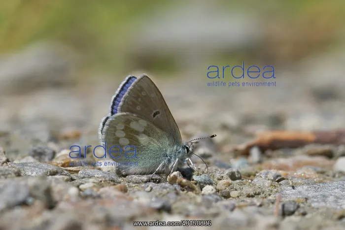 : Alpine Blue : Alpine Blue