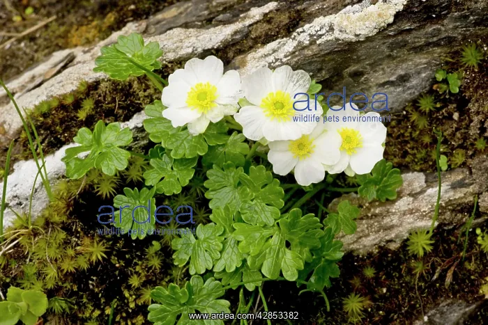: Alpine Buttercup - in flower : Alpine Buttercup - in flower