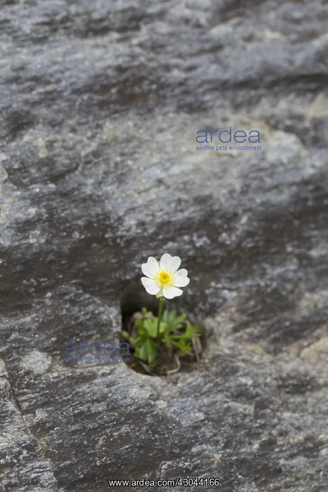 : Alpine Buttercup - flowering plant - Hohe Tauern : Alpine Buttercup - flowering plant - Hohe Tauern