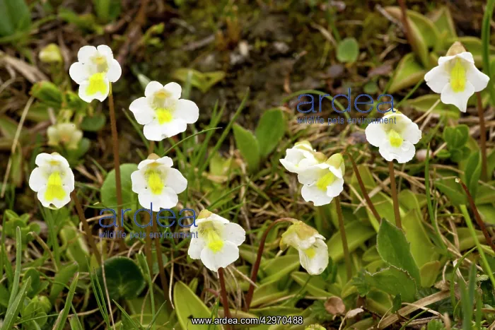 : Alpine butterwort - Pinguicula alpina in flower : Alpine butterwort - Pinguicula alpina in flower