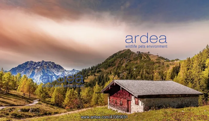  : Alpine cabin in front of Watzmann in Berchtesgadener